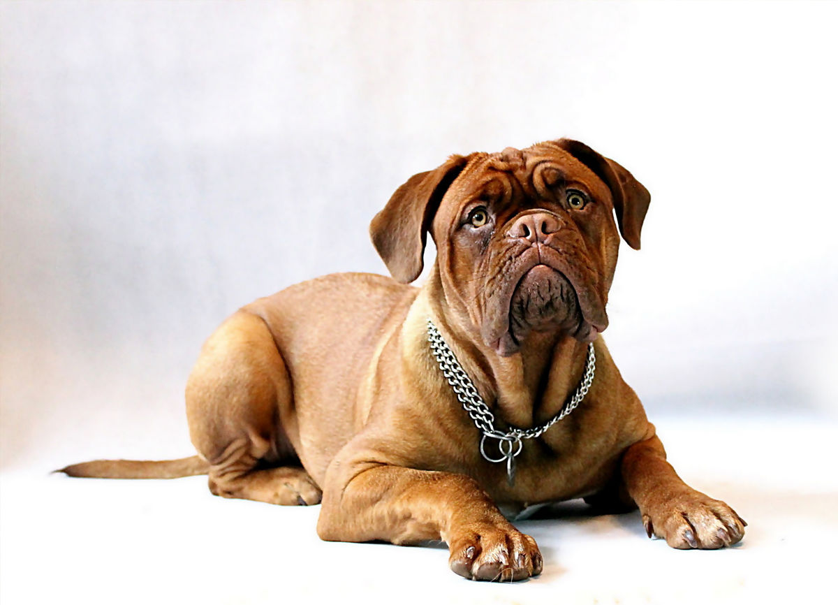Dogue de Bordeaux